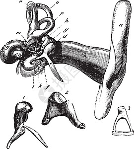 钢化玻璃膜人类耳腔解剖 古代雕刻插画