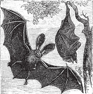 棕色长耳蝙蝠或普通长耳蝙蝠野生动物蚀刻雕刻荒野古董动物艺术品插图哺乳动物绘画图片