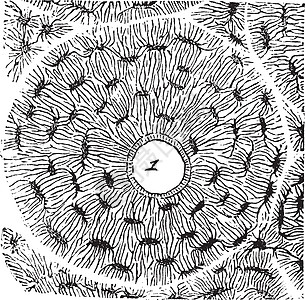 显示哈沃斯运河 古代雕刻薄片医学插图空白蚀刻运河绘画科学组织艺术图片