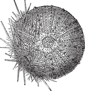 共同的海胆 一方面 我们除去刺来展示海洋贝壳荆棘测试古董珊瑚动物群艺术品绘画生活图片