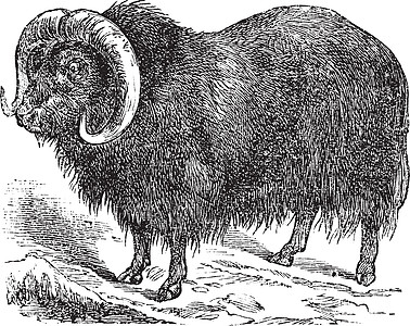 Muskox奥维博斯奶粉 口香牛 古代雕刻绘画麝牛气味动物园艺术动物群白色蚀刻动物喇叭图片