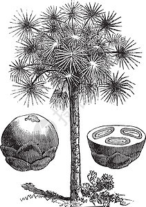 甘蔗棕榈或Borassus标签 古代雕刻艺术品艺术食物水果插图古董蚀刻叶子花园植物群图片