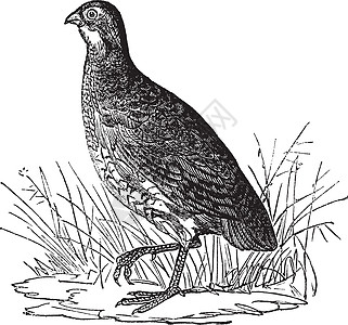 Bobwhite 鹌鹑或北部 Bobwhite 或弗吉尼亚鹌鹑或 Colinus图片