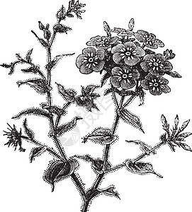 Phlox 鼓风酒 古代雕刻花粉香味生长花瓣草本植物古董植物绘画艺术品蚀刻图片