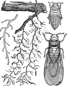 昆虫的不同部位 古代雕刻触角健康插图古董叮咬科学翅膀绘画尺寸艺术品图片