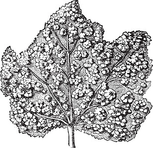 表面叶子上覆有胆 古典成分的粉末疾病白色寄生虫虫瘿昆虫艺术绘画植物雕刻艺术品图片