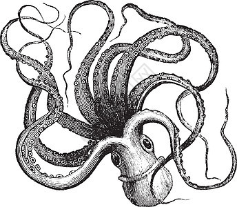 普通章鱼 古代雕刻眼睛荒野蚀刻头足类绘画白色生物学古董动物触手图片