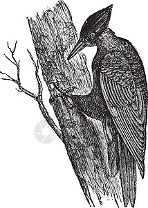 美国黑啄木鸟栖息艺术动物野生动物蚀刻羽绒雕刻树干条纹艺术品图片