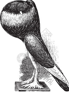 英语雕刻古董插图翅膀蚀刻动物绘画鸽子鸽舍白色艺术品图片