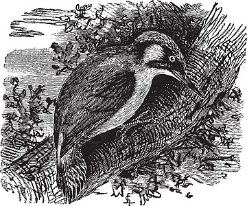 啄木鸟或啄木鸟或雕刻插图动物森林古董白色羽毛艺术荒野蚀刻小粒图片