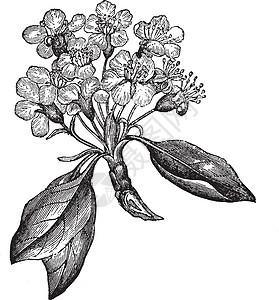 Pear或Pyrus 微粒 古代雕刻园艺插图艺术品植物学花园食物植物植物群古董白色图片