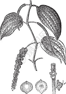 黑胡椒或薄粉 古代雕刻吹笛者艺术品灌木古董植物群叶子种子艺术胡椒花园图片