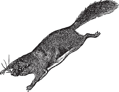 飞松鼠或Pteromyini或老式雕刻动物学艺术品绘画荒野脊椎动物插图野生动物动物艺术飞行图片