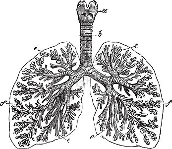 人类古代雕刻的肺艺术品解剖学图表支气管男人小叶蚀刻气管绘画艺术图片