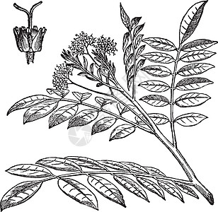Quassia 古典雕刻白色绘画苦木静脉艺术品草本植物古董插图蚀刻植物群图片