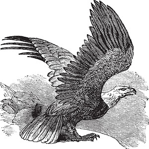 秃鹰 古代雕刻插图艺术传播白色猎物古董自由翅膀绘画艺术品图片