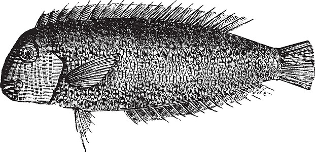 珍珠鱼或新蒸发年老雕刻绘画艺术剃刀鱼生物学艺术品动物群新星蚀刻插图黄芪图片