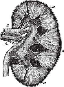 人类肾脏古代雕刻绘画金字塔图表艺术古董艺术品生物学肠子草图疾病图片