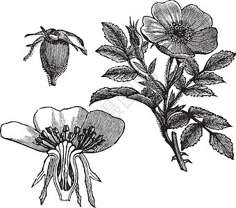 卡罗来纳玫瑰或罗莎卡罗丽娜古代雕刻牧场水果蚀刻古董植物学荆棘草图艺术植物群植物图片