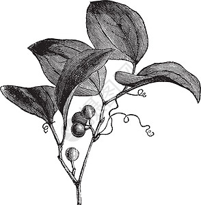 普通格林布里亚尔或古代雕刻藤蔓心形植物蔷薇艺术菝葜植物学草图植物群树叶图片