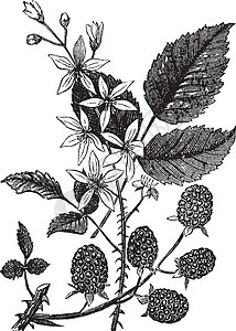 黑莓或悬钩子荆棘绒毛植物学水果植物雕刻古董绘画艺术品艺术图片