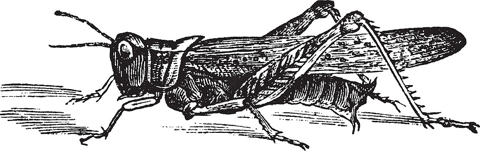 洛基山Locust或Melanoplus的古典雕刻草图刺槐野生动物艺术品生物动物群动物学绘画黑色素古董图片