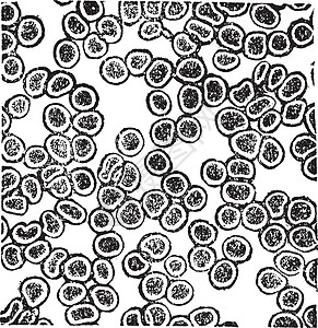红血细胞或乙烯球元老化刻刻微生物学雕刻组织学草图血流药理艺术科学艺术品插图图片