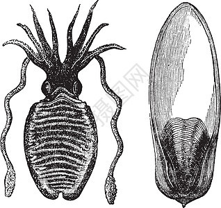 共同的鳄鱼或白鱼或长年古典雕刻艺术古董插图蚀刻乌贼生物棕褐色动物生物学绘画图片