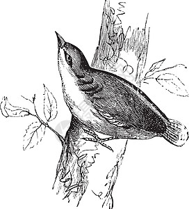 欧亚Nuthatch或古代雕刻绘画脊椎动物鸣禽移民古董动物生物学动物学鸟类艺术品图片