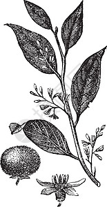 或口香糖Benjamin树 古老的雕刻叶子插图白色植物蚀刻植物学绘画古董艺术品香树图片