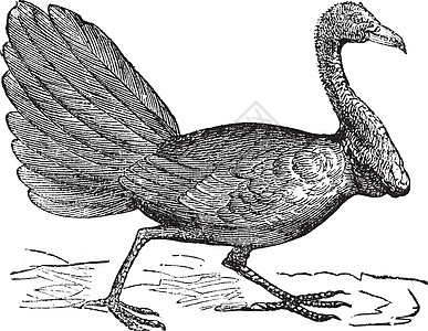 或Cuvier的笔记本 古典雕刻动物羽毛插图绘画翅膀刷子艺术蚀刻艺术品季节图片