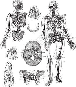 人类骨骼古代雕刻身体骨头髂骨古董蚀刻解剖学肋骨腕骨疾病肩胛骨图片