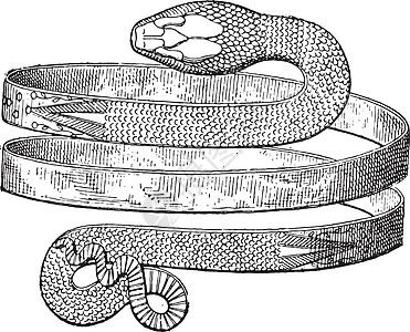 庞贝古董雕刻中发现的手镯螺旋蛇图片