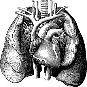 肺部中间的心脏 古代雕刻图片