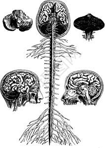 脑和脊髓 大脑 他的直视部位图片