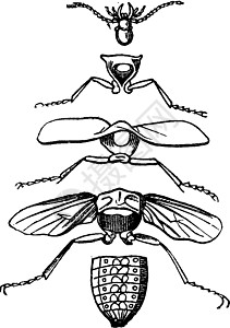 昆虫的身体部位 古老的雕刻图片