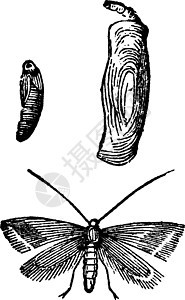 古代雕刻艺术昆虫动物螨科艺术品生物学野生动物蚀刻黑色荒野图片