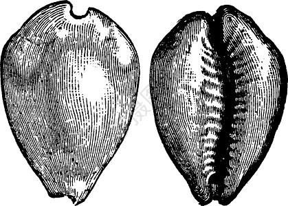 Cypraea 古代雕刻图片