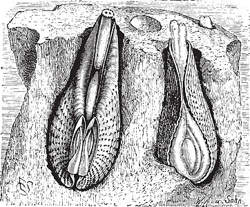 雕刻壳类艺术艺术品古董蚀刻白色动物黑色生物学绘画图片