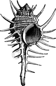 Murex 古代雕刻图片