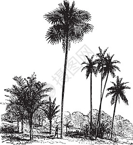 萨戈 普通棕榈树 阿雷卡凯楚 古代雕刻图片