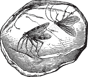 安珀 含有两只昆虫 古老的雕刻图片