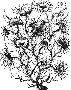 噬菌雕刻生长艺术品苔藓植物头皮头发植物学灌木男人地衣插画