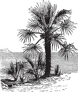 雕刻插图棕榈植物植物群矮人森林蚀刻鳄鱼生物学黑色图片