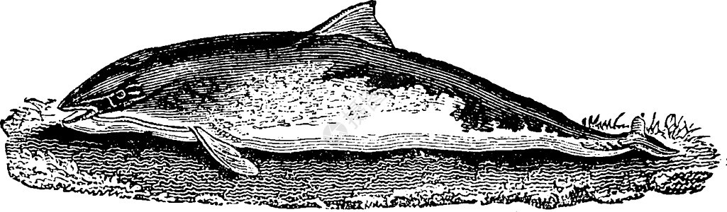 海豚 古代雕刻鲸目野生动物生物学蚀刻荒野动物学海洋白色古董绘画图片