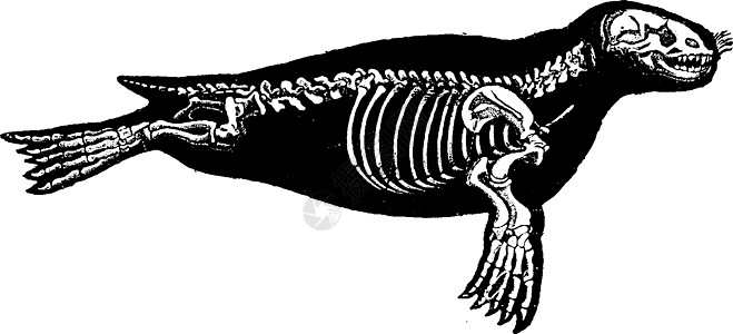 密封骨架 老式雕刻图片