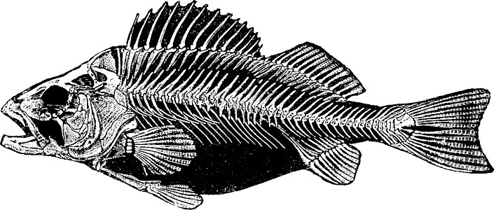 骨架雕刻野生动物栖息动物插图绘画艺术鲈鱼科学黑色骨骼图片