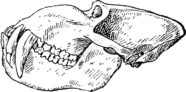 山魈狒狒头骨复古雕刻图片