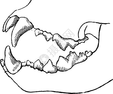 食肉动物牙 年老的雕刻图片