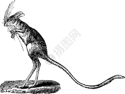 Jerboa 古代雕刻图片